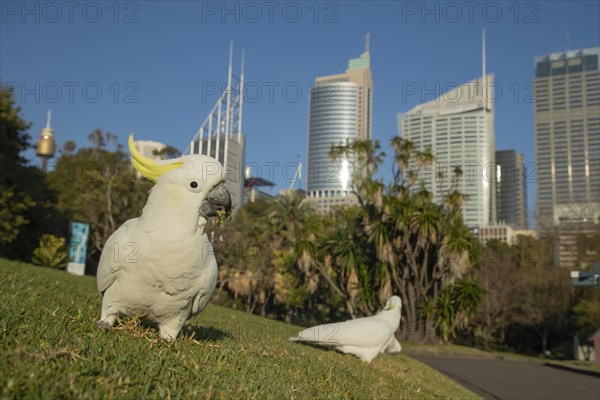 Sulphur-crested cockatoo