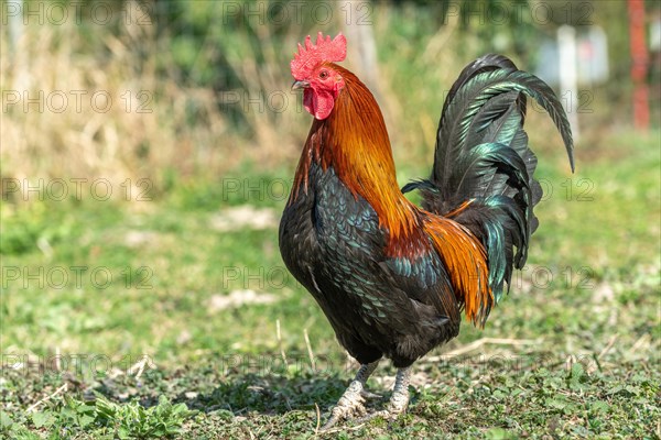 Rooster in a farmyard. Educational Farm