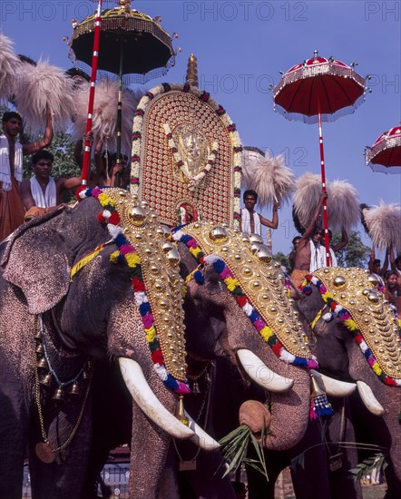 Caparisoned elephants in Pooram festival