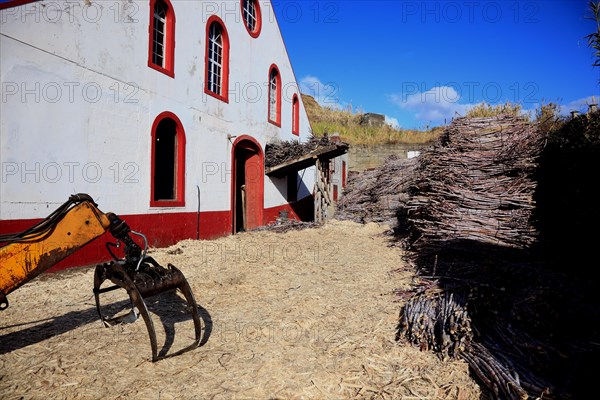 Cut sugar cane