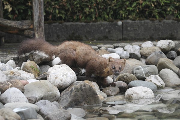 Pine marten