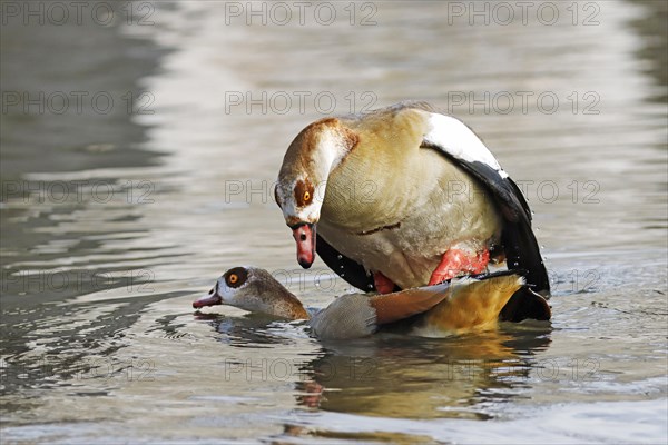 Egyptian goose