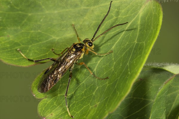 Stalk wasp