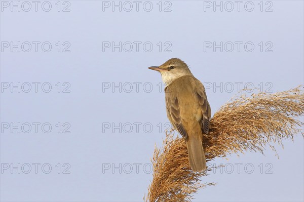 Great reed warbler