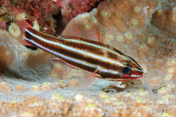 Black-striped cardinalfish