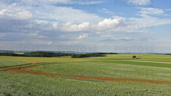 Field with Waldviertel grey poppy