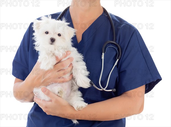 Female veterinarian with stethoscope holding young maltese puppy isolated on white