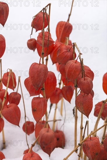 Japanese-lantern