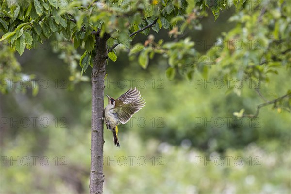 European green woodpecker