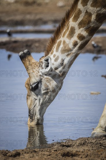 Angolan giraffe