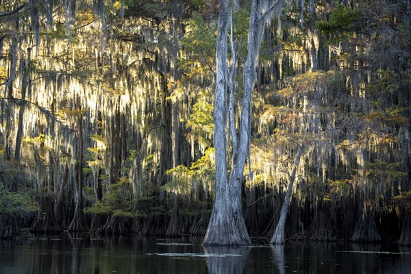 Bald cypresses