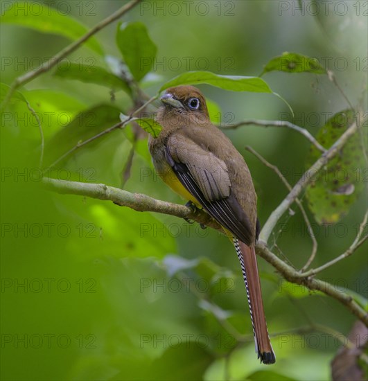 Female Black-throated Trogon