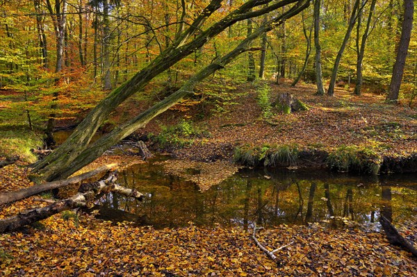 Rotbach in the autumnal Hiesfeld Forest