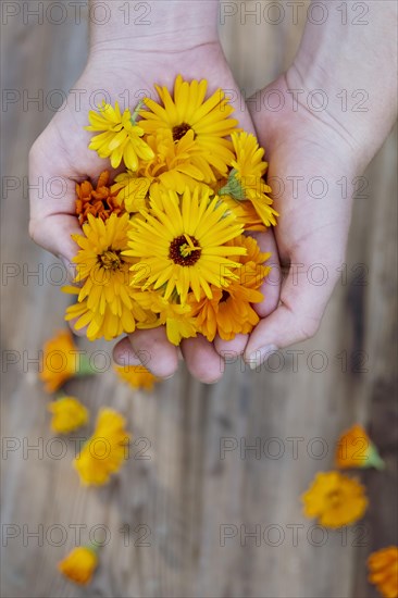 Haende halten Ringelblumen