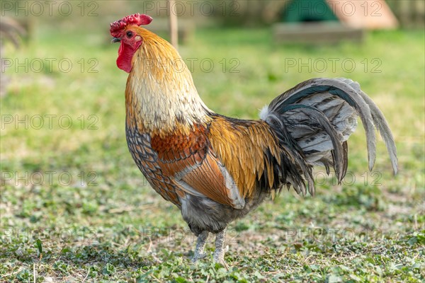 Rooster in a farmyard. Educational Farm