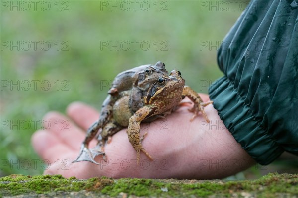 Grasfrosch