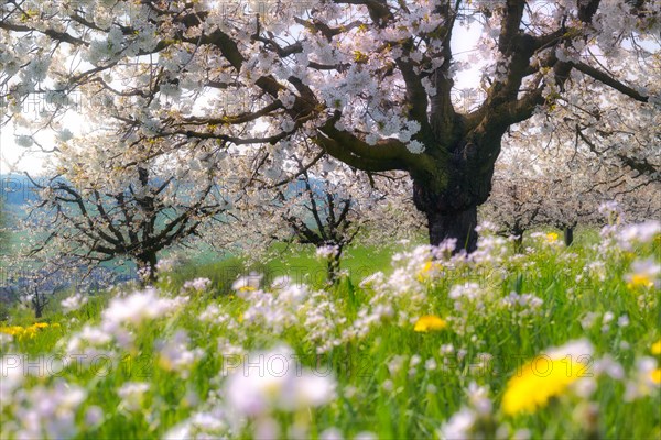 Obstplantage im Fruehling