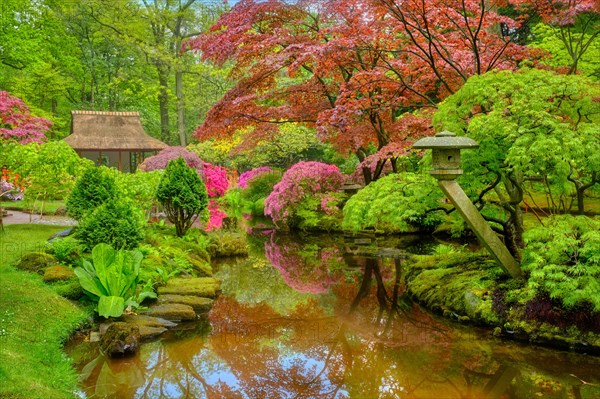 Little Japanese garden after rain