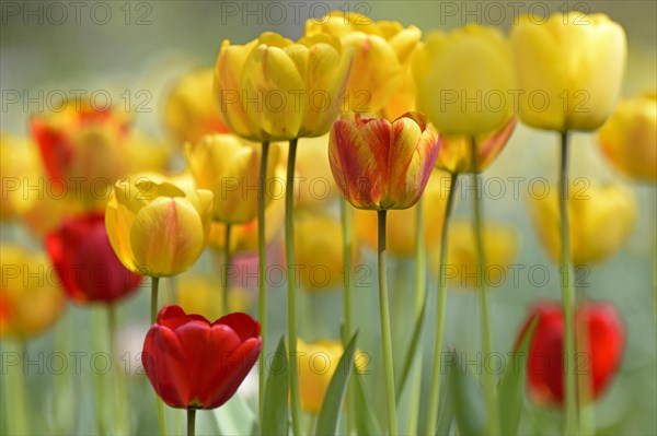 Tulpen