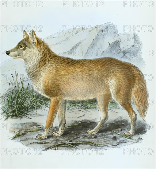 Mongolian gray wolf