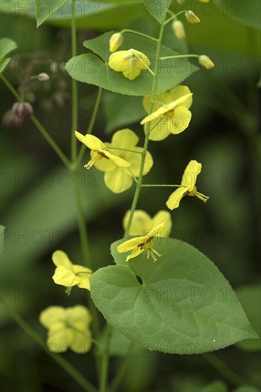 Flowers of the Feathered Elfflower