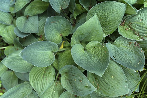 Leaves of a Hosta