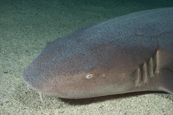 Close-up of head of atlantic nurse shark