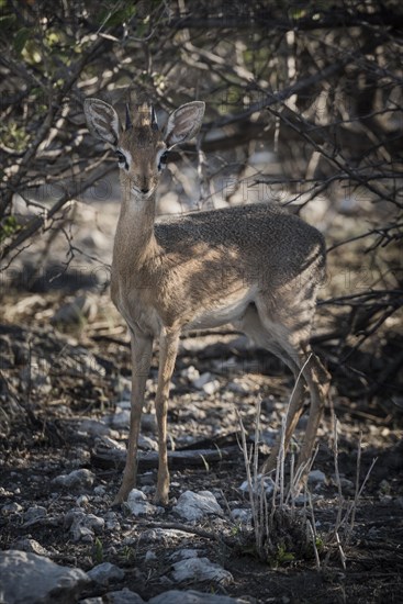 Kirk dikdik or kirk's dik-dik