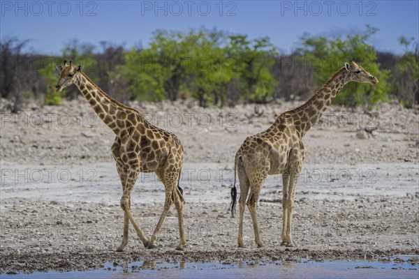 Two angolan giraffes