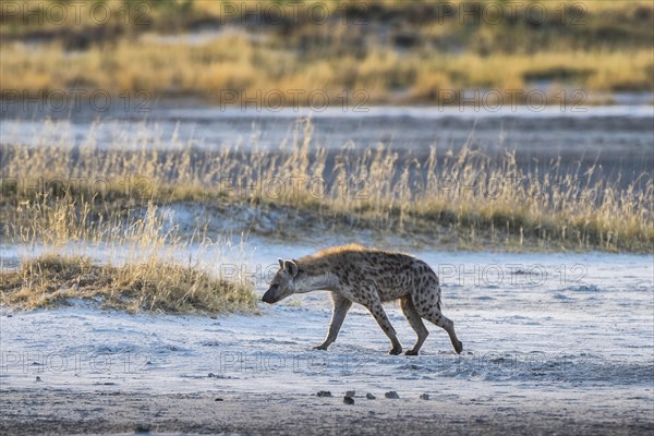 Spotted hyena