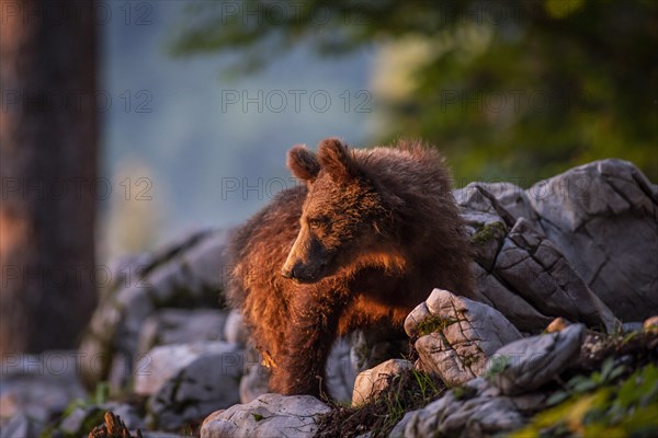 European Brown bear