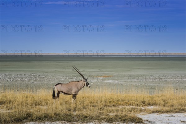 Landscape with gemsbok