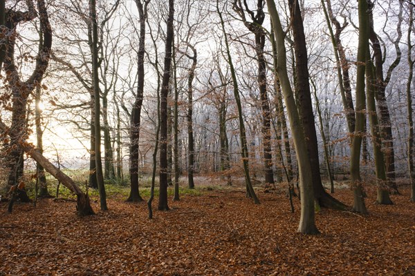 Path through deciduous forest with hoarfrost