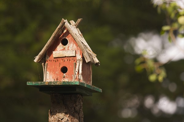 Rustic birdhouse amongst pine trees