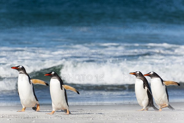 Eselspinguine