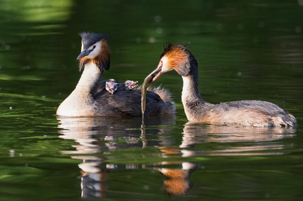 Pair of great crested grebe