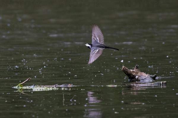 Pied Wagtail