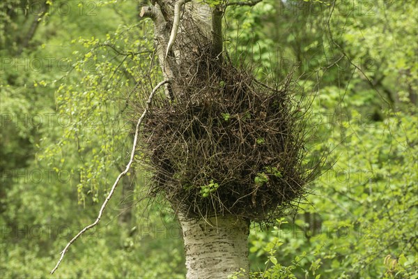 Witch broom on birch