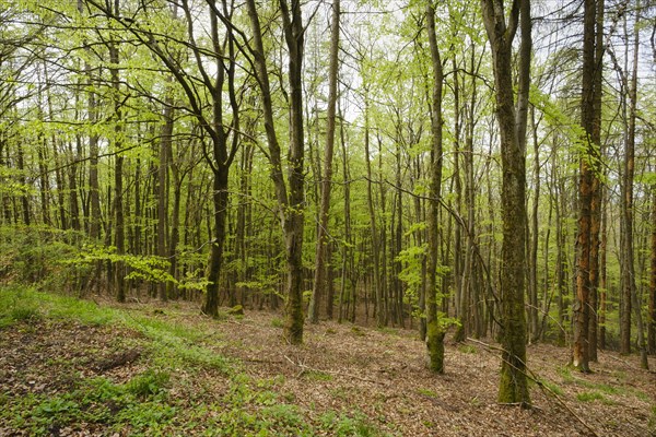 Beech forest with fresh greenery