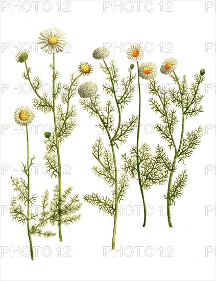 Various varieties of mayweed