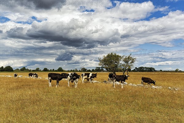 Black and white cows grazing