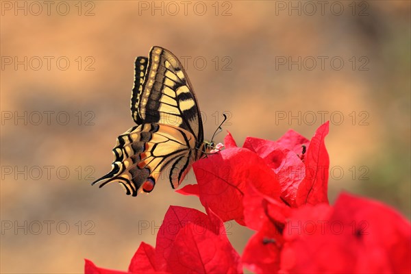 Swallowtail