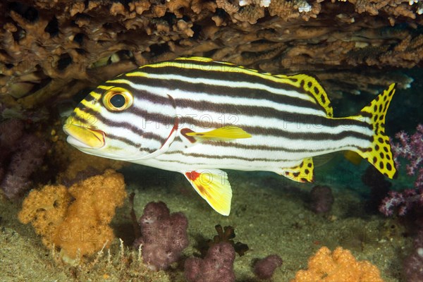 Oriental sweetlips