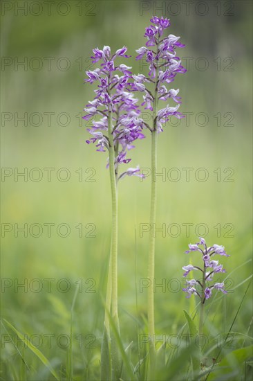 Military orchid