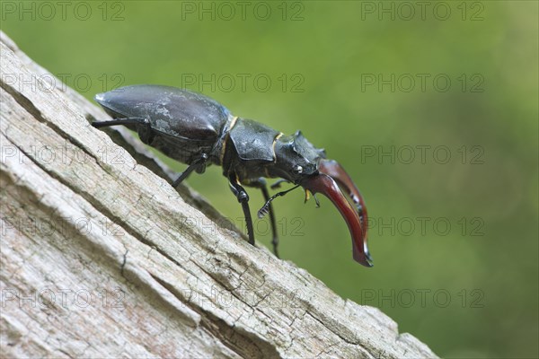 Stag beetle