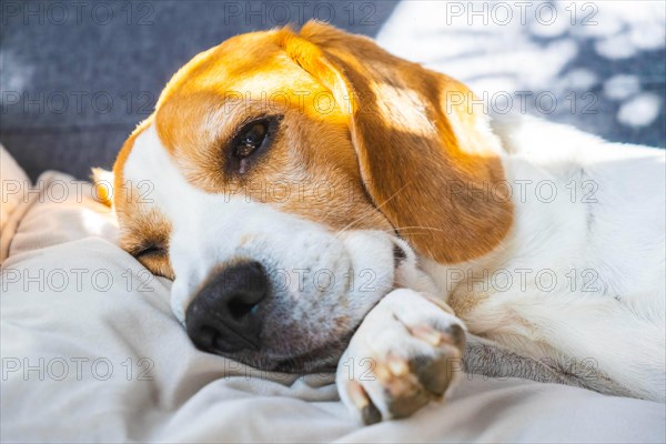 Tricolor beagle Adult dog on sofa in bright room- cute pet photography