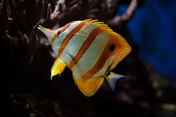 Copperband butterflyfish