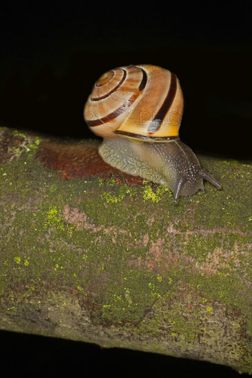 Hain-Baenderschnecke