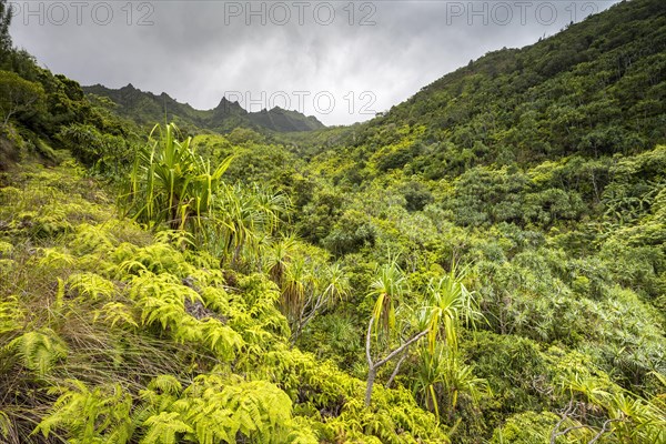 Vegetation entlang des Kalalau Trail