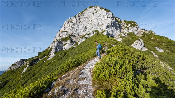 Hiker on hiking trail between mountain pines